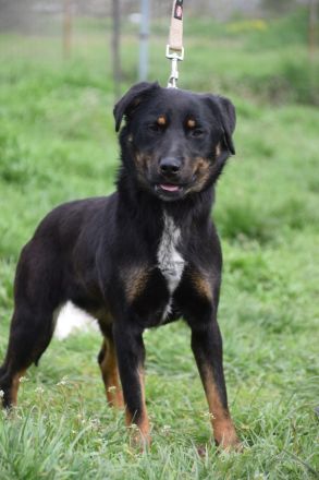 Judy, mittelgroße, freundliche Junghündin sucht schönes Zuhause