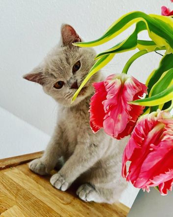 BKH lilac Mädchen mit Stammbaum