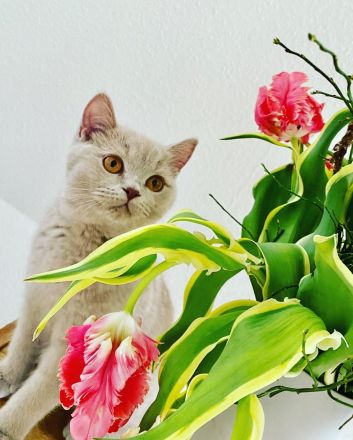 BKH lilac Mädchen mit Stammbaum