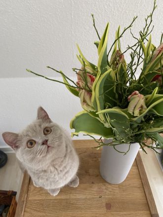 BKH lilac Mädchen mit Stammbaum