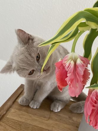 BKH lilac Mädchen mit Stammbaum