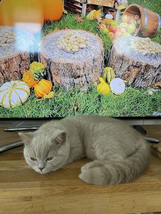 BKH lilac Mädchen mit Stammbaum