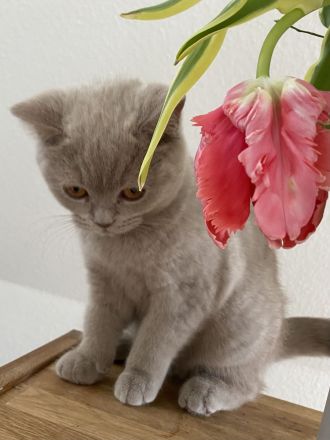 BKH lilac Mädchen mit Stammbaum