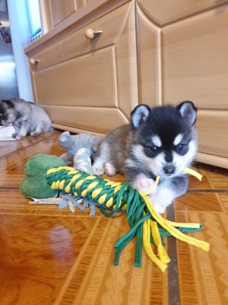 Alaskan Klee Kai Welpen. Mini Husky.