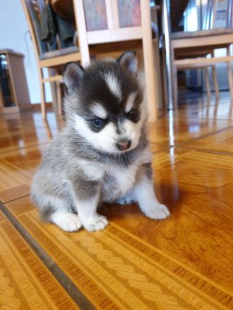 Alaskan Klee Kai Welpen. Mini Husky.