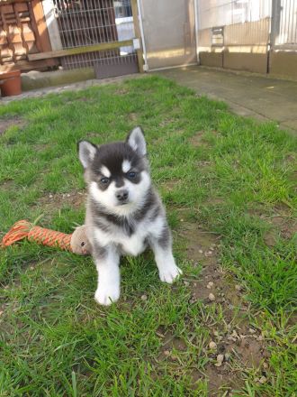 Alaskan Klee Kai Welpen. Mini Husky.