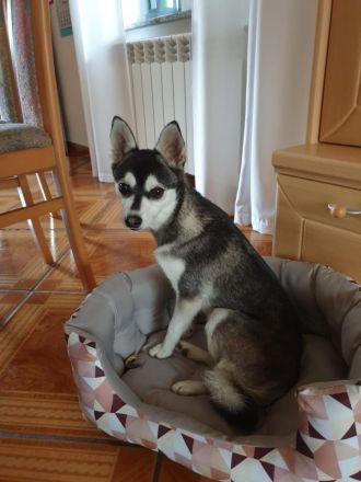 Alaskan Klee Kai Welpen. Mini Husky.
