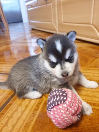 Alaskan Klee Kai Welpen. Mini Husky.