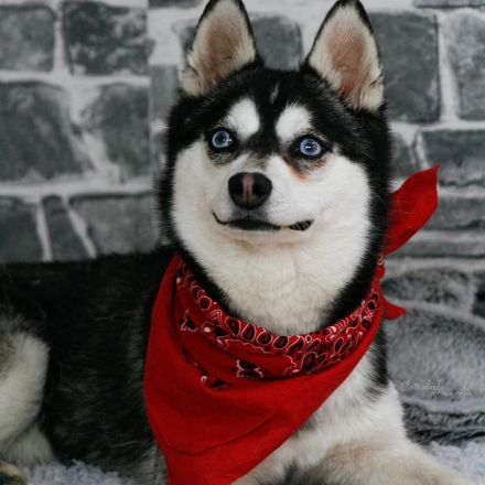 Alaskan Klee Kai Welpen. Mini Husky.