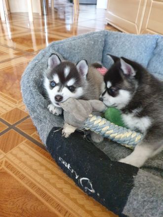 Alaskan Klee Kai Welpen. Mini Husky.