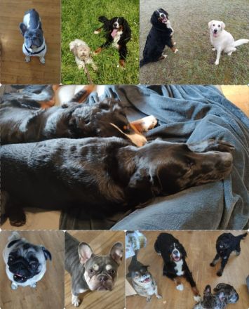 Biete Familiäre Hundebetreuung