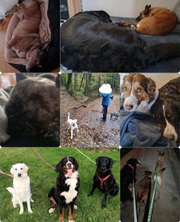 Biete Familiäre Hundebetreuung