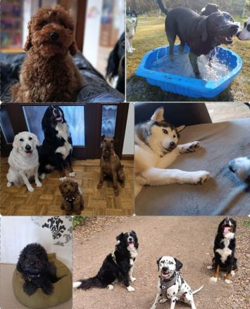 Biete Familiäre Hundebetreuung