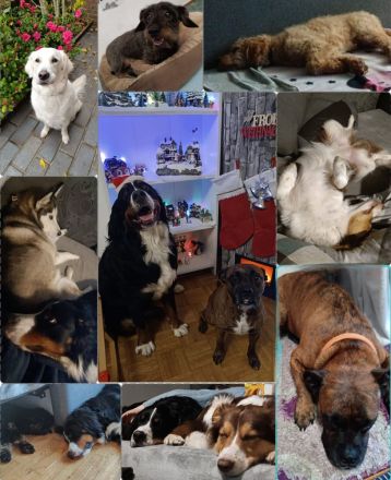 Biete Familiäre Hundebetreuung