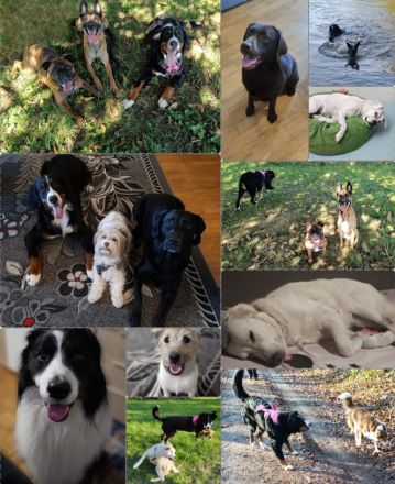 Biete Familiäre Hundebetreuung