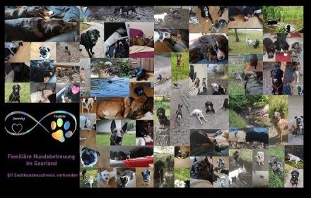 Biete Familiäre Hundebetreuung