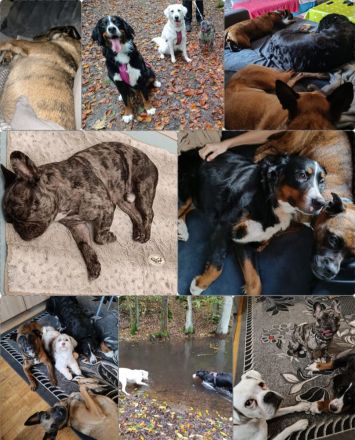 Biete Familiäre Hundebetreuung