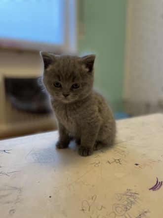 BKH Kitten 😍