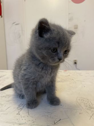 BKH Kitten 😍