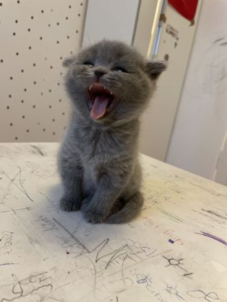 BKH Kitten 😍