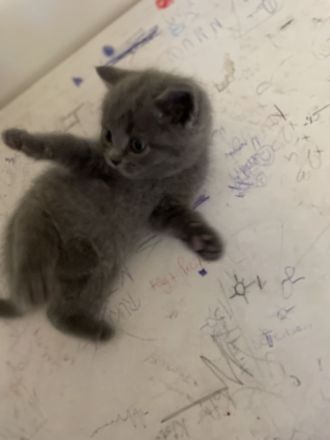 BKH Kitten 😍