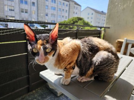 Cornish Rex Katze Fussel