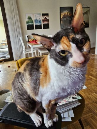 Cornish Rex Katze Fussel