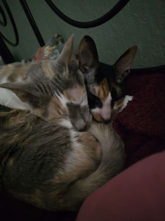 Cornish Rex Katze Fussel