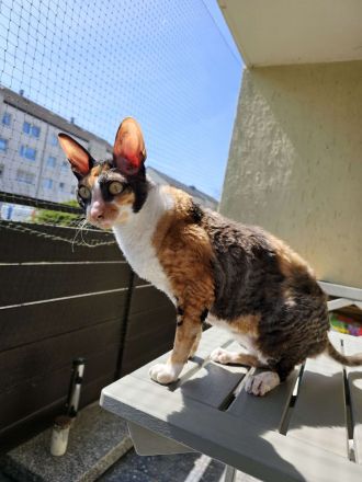 Cornish Rex Katze Fussel