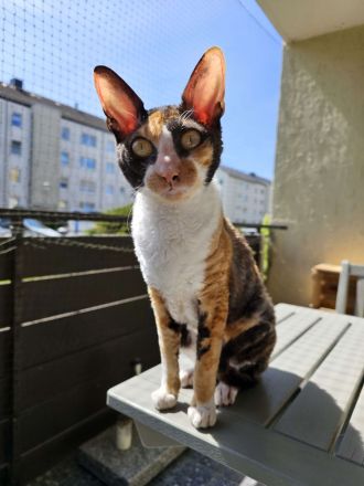Cornish Rex Katze Fussel