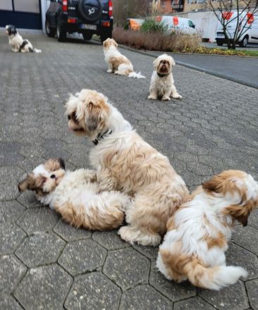 Reinrassige Shih-Tzu Deckrüden