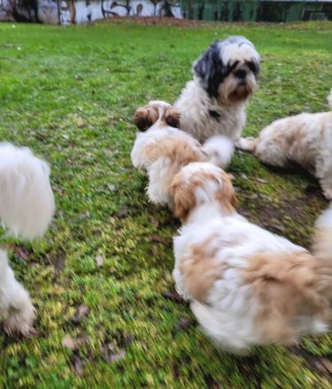 Reinrassige Shih-Tzu Deckrüden