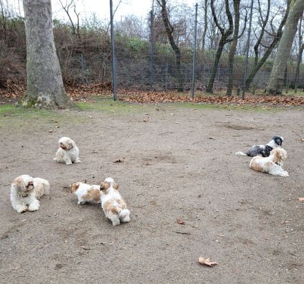 Reinrassige Shih-Tzu Deckrüden