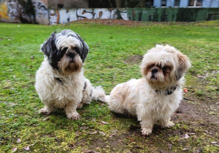 Reinrassige Shih-Tzu Deckrüden