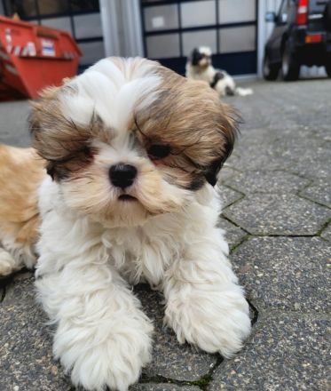 Reinrassige Shih-Tzu Deckrüden