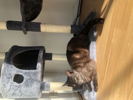 Zwei Maine Coon Mix Kater, 7 Monate, Preis für beide Tiere + Zubehör