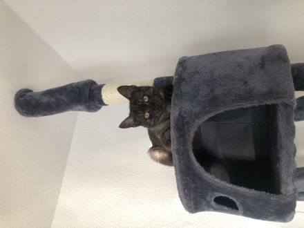 Zwei Maine Coon Mix Kater, 7 Monate, Preis für beide Tiere + Zubehör