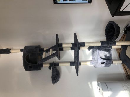 Zwei Maine Coon Mix Kater, 7 Monate, Preis für beide Tiere + Zubehör