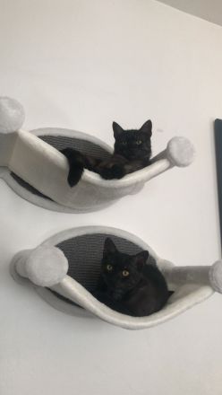 Zwei Maine Coon Mix Kater, 7 Monate, Preis für beide Tiere + Zubehör