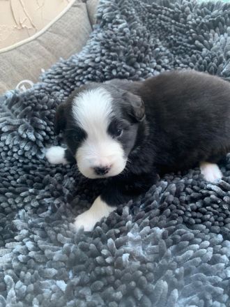 Australian Shepherd Mix Welpen zu verkaufen