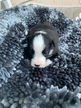 Australian Shepherd Mix Welpen zu verkaufen