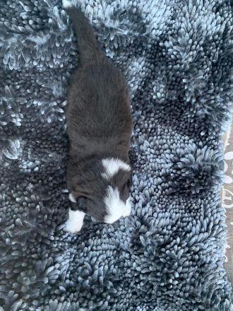 Australian Shepherd Mix Welpen zu verkaufen