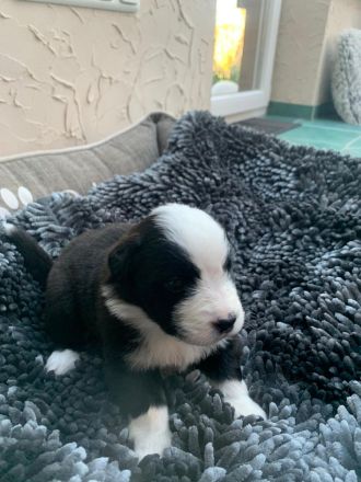 Australian Shepherd Mix Welpen zu verkaufen
