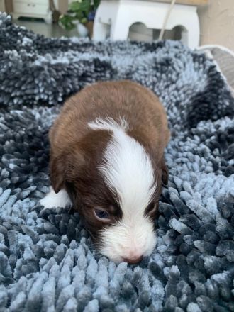 Australian Shepherd Mix Welpen zu verkaufen