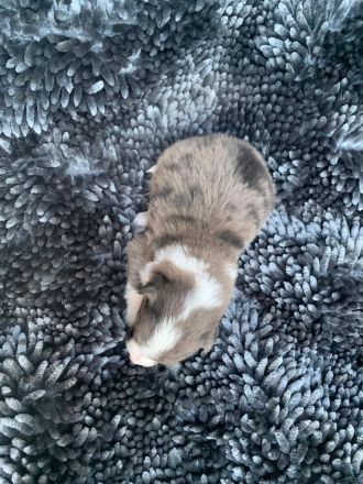 Australian Shepherd Mix Welpen zu verkaufen