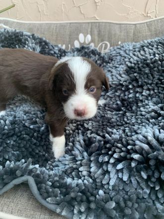 Australian Shepherd Mix Welpen zu verkaufen