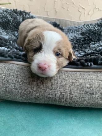 Australian Shepherd Mix Welpen zu verkaufen