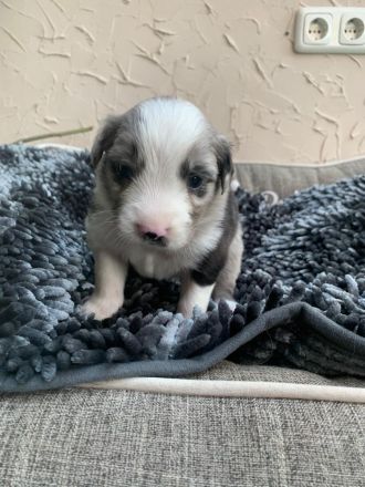Australian Shepherd Mix Welpen zu verkaufen