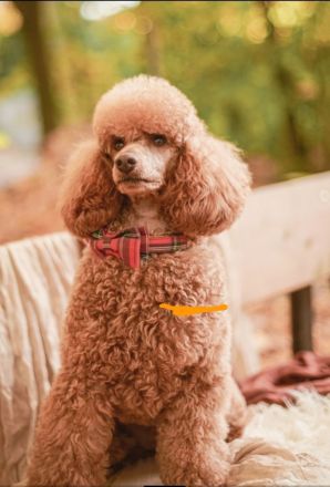 Kleinpudel Deckrüde, dunkel Apricot