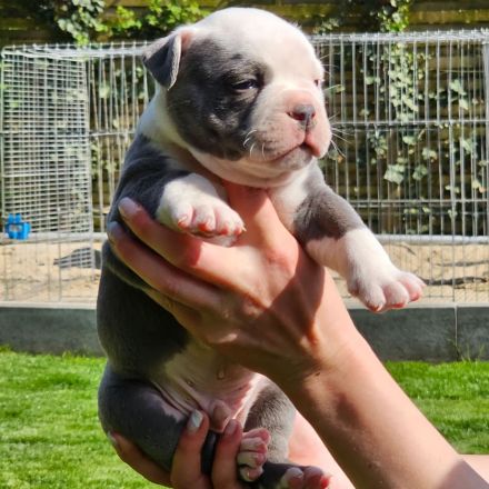 Olde english Bulldog